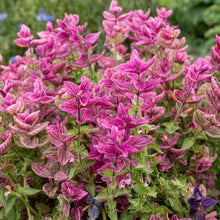 Salvia - Annual Clary 'Rose'