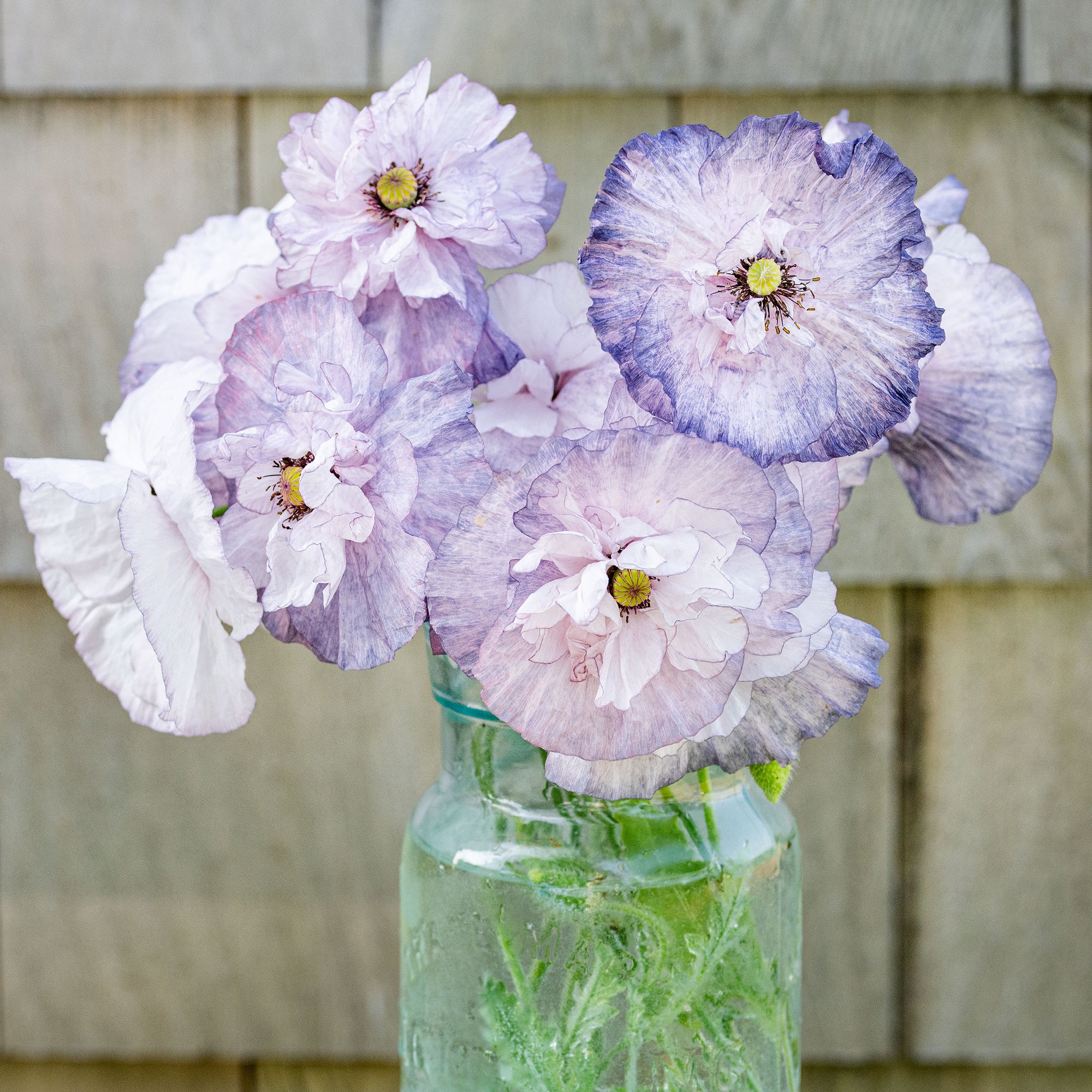 Poppy - Shirley 'Amazing Grey'