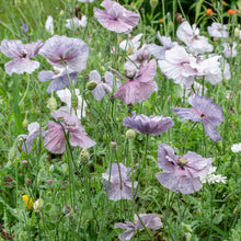 Poppy - Shirley 'Amazing Grey'