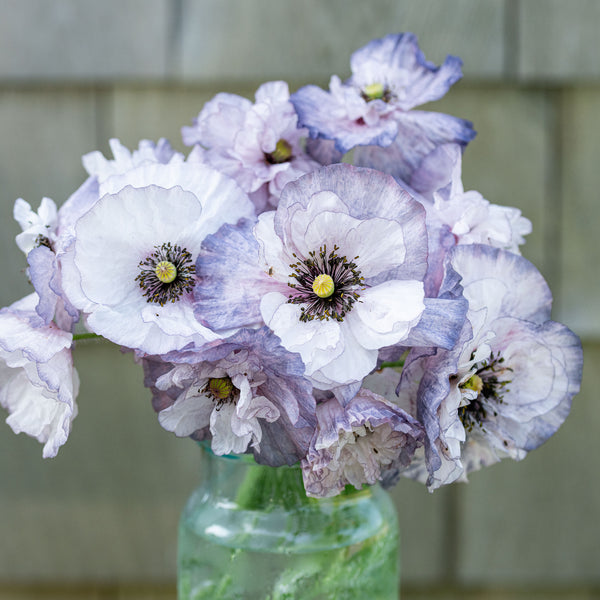 Poppy - Shirley 'Amazing Grey'