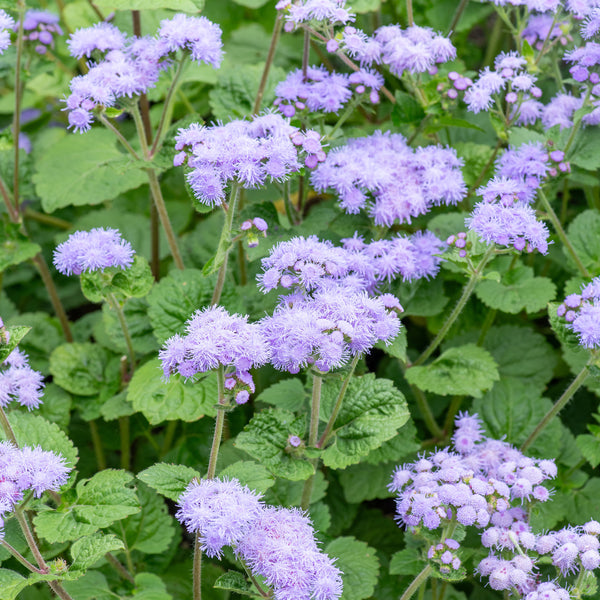 Ageratum 'Blue Bouquet'