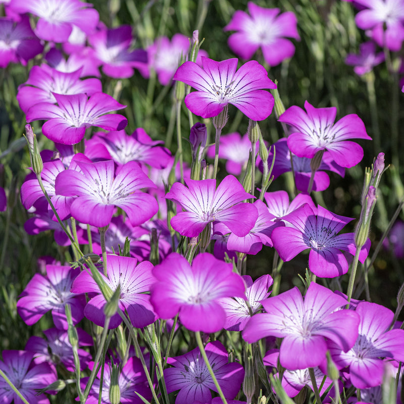 
  



Agrostemma 'Purple Queen'
