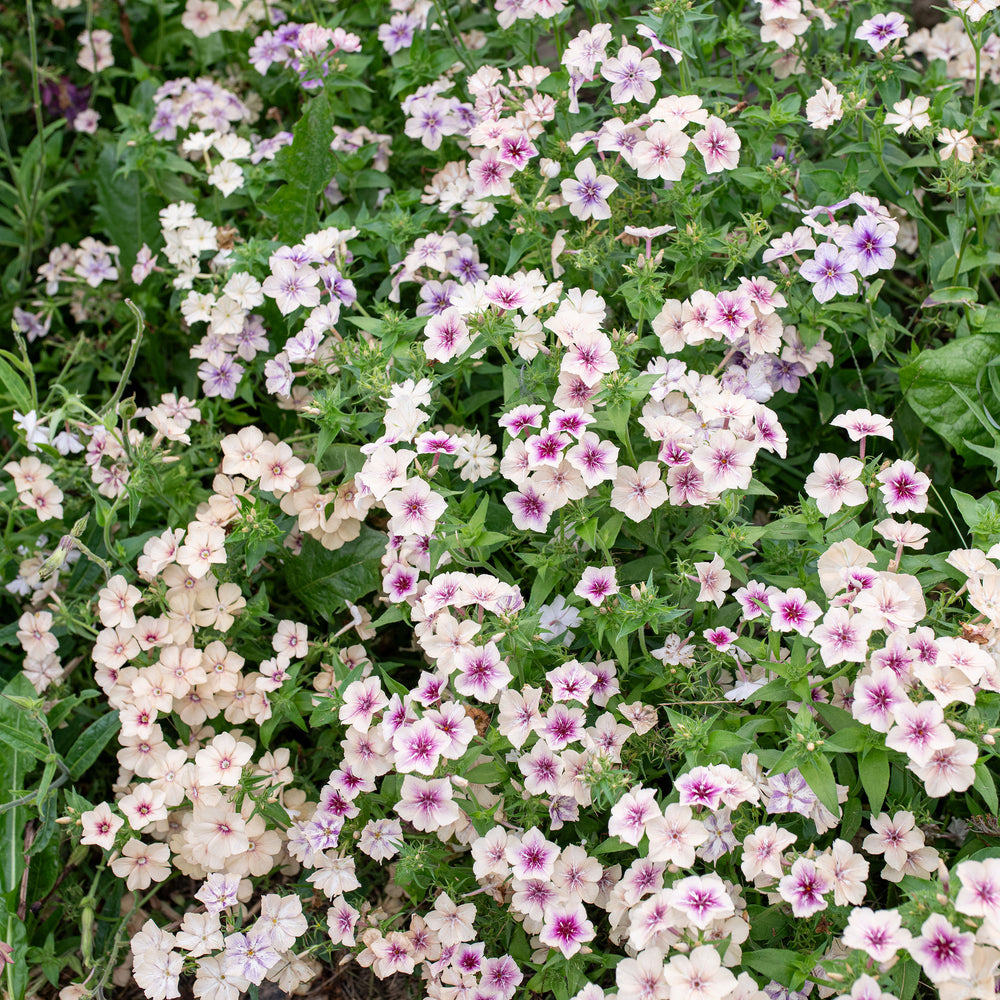 Phlox 'Crème Brûlée'