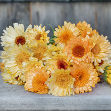 Calendula 'Cantaloupe Mix'