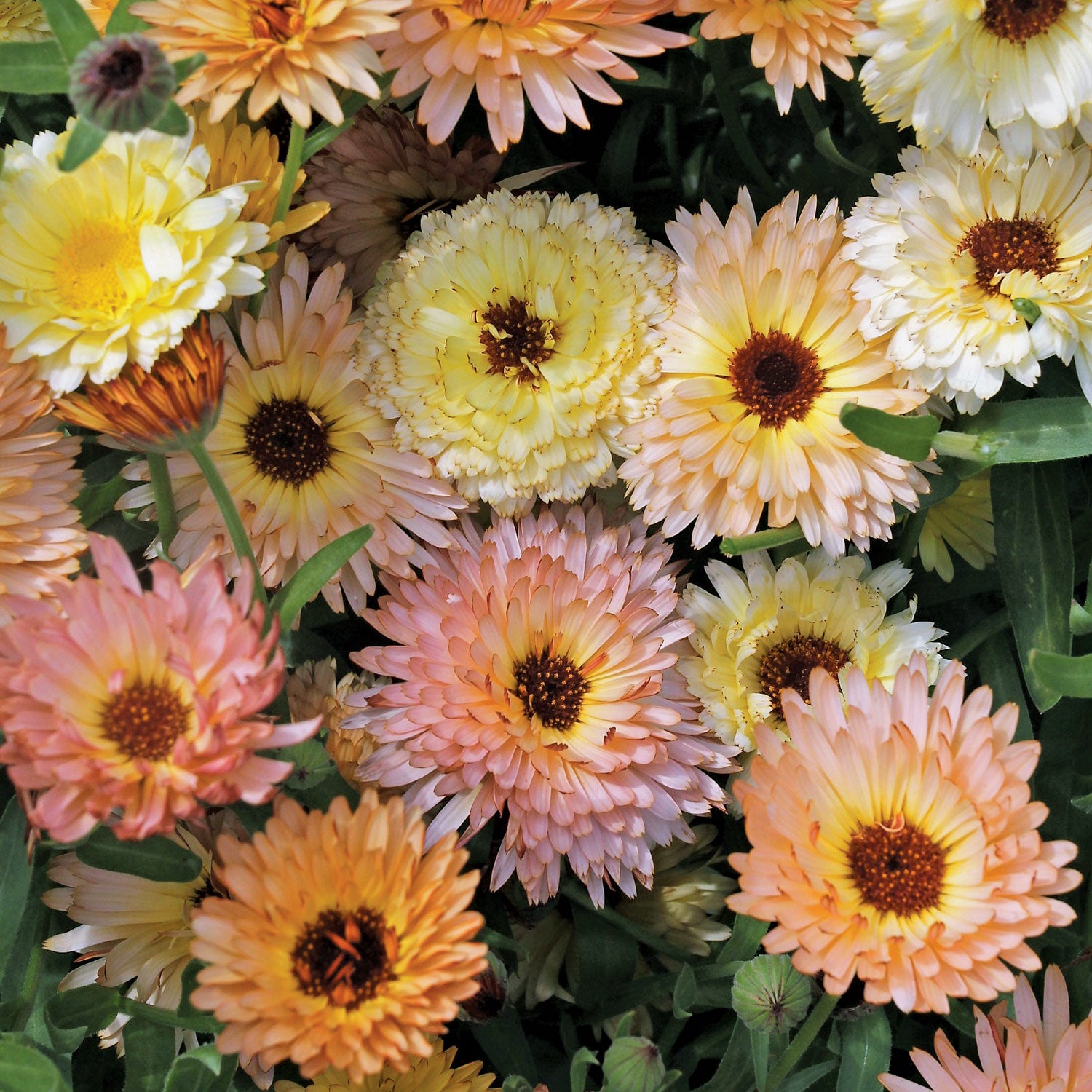 Calendula 'Cantaloupe Mix'