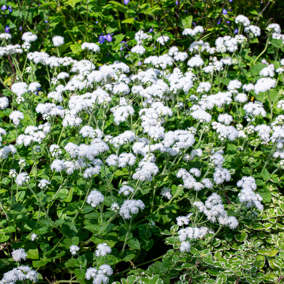 Ageratum 'White Bouquet'