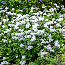 Ageratum 'White Bouquet'