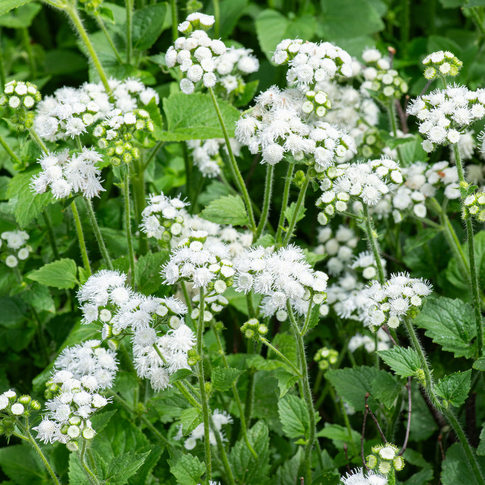 Ageratum 'White Bouquet'