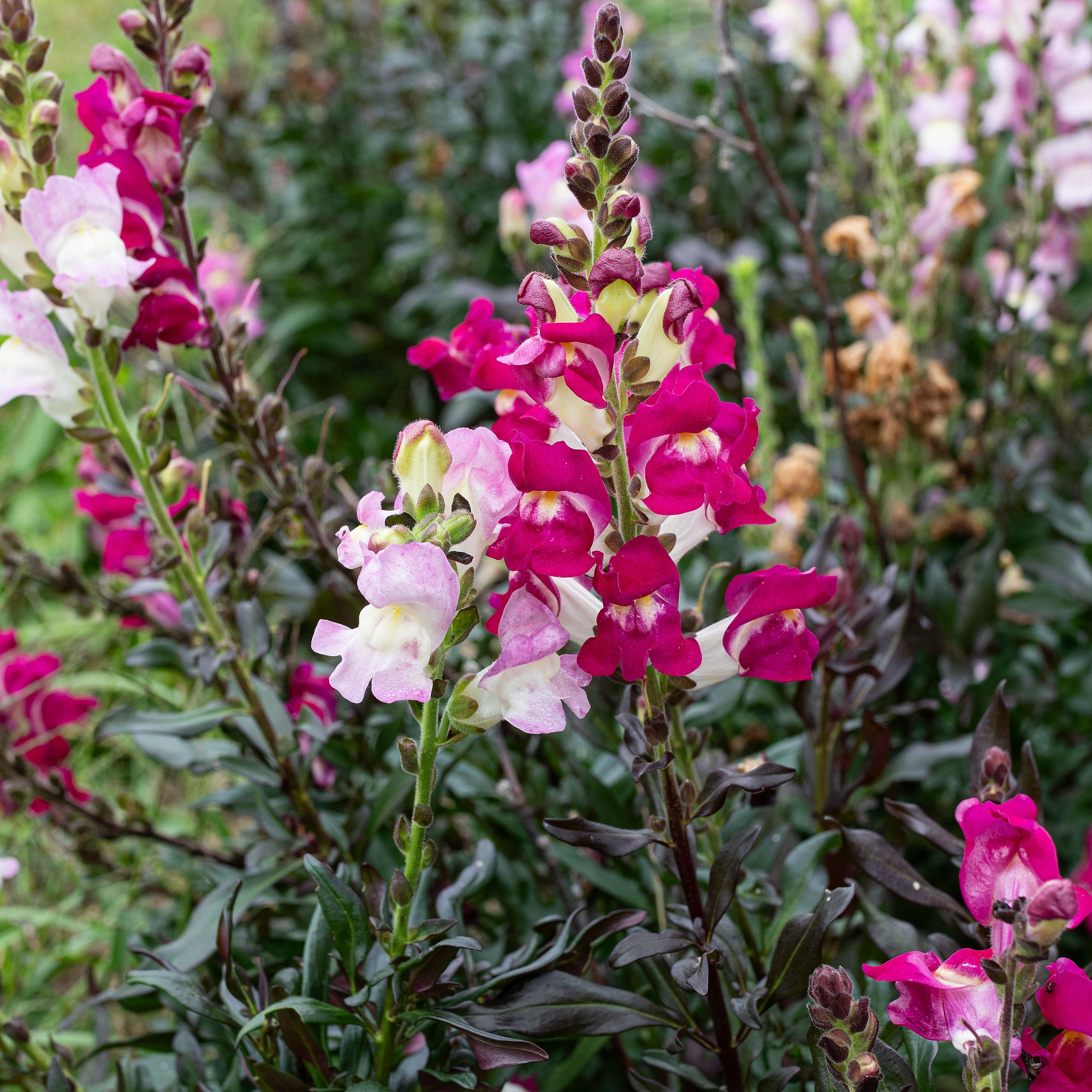 Snapdragon 'Twilight Mix'