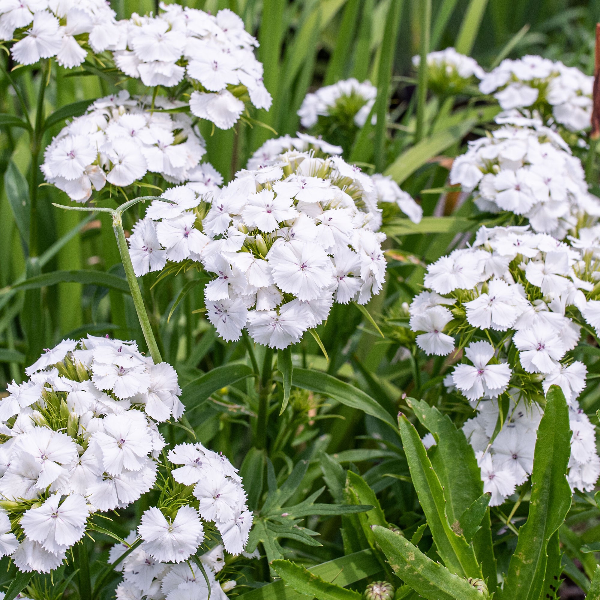 Sweet William 'Albus'