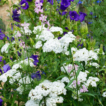 Sweet William 'Albus'