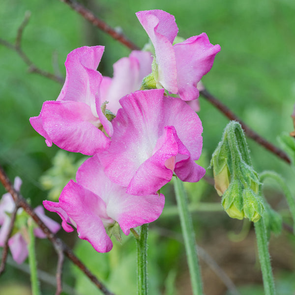 Sweet Pea 'Gwendoline'