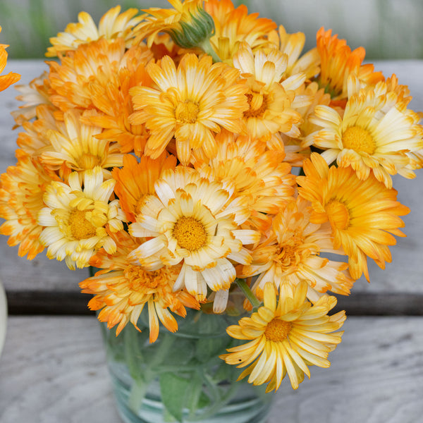 Calendula 'Oopsy Daisy'