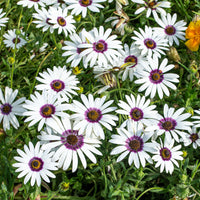 
    



African Daisy 'Polar Star'
