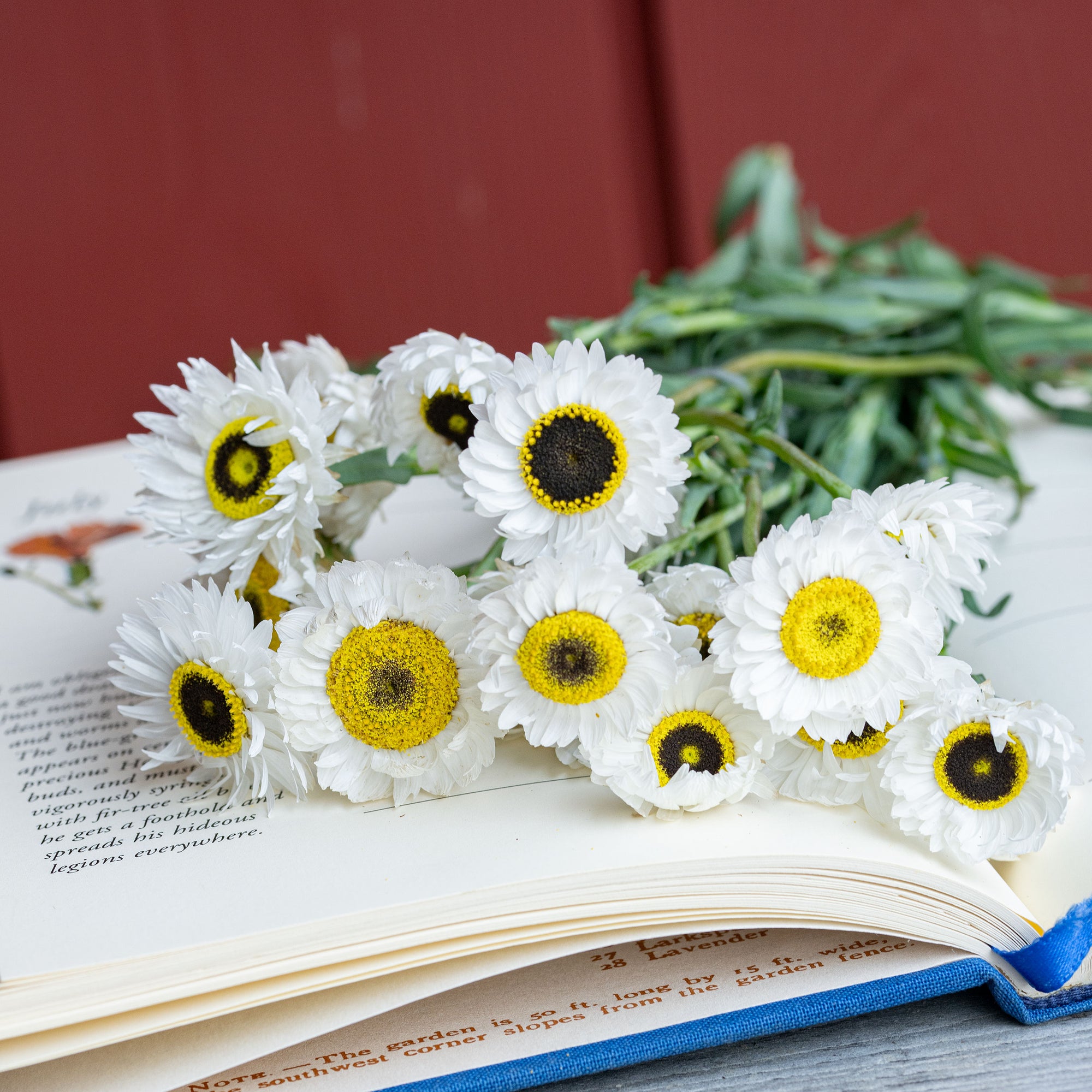 Strawflower 'Pierrot White'