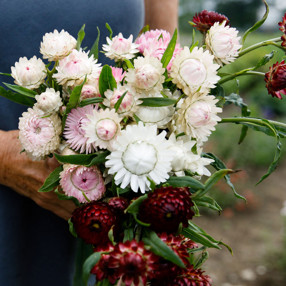 Strawflower 'Silvery Rose'