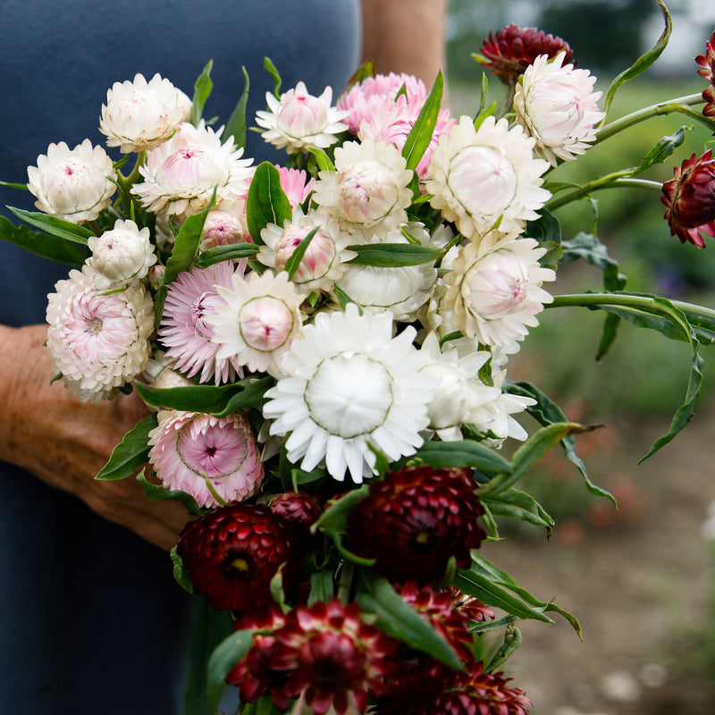 
  



Strawflower 'Silvery Rose'
