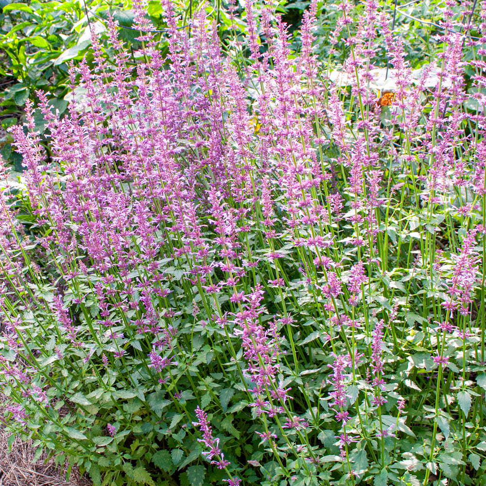 Agastache 'Rose Mint'