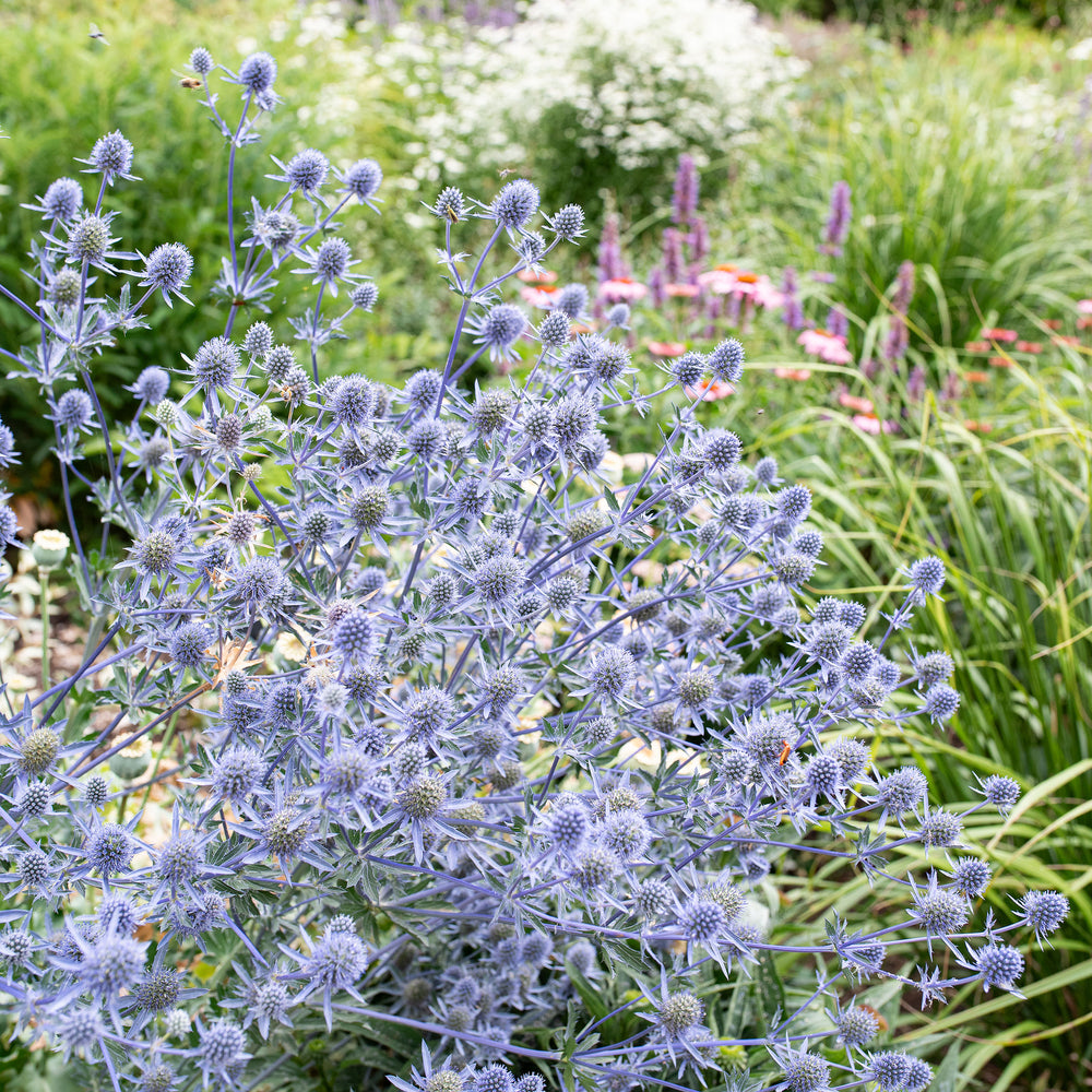 Sea Holly 'Blaukappe'