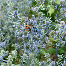 Sea Holly 'Blaukappe'