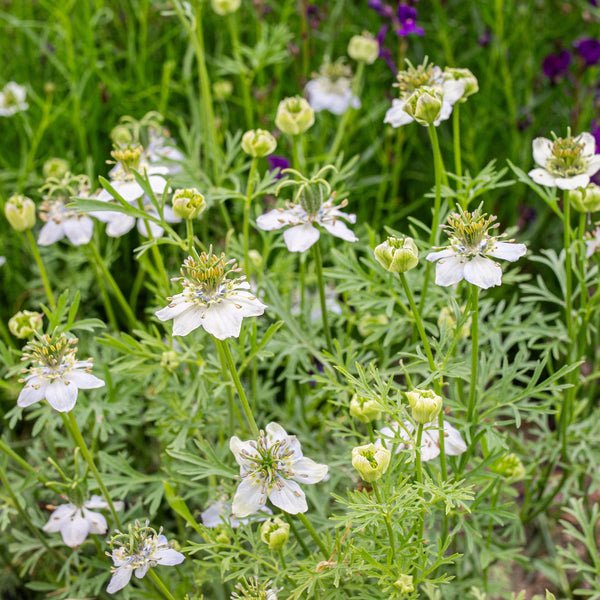 Love-In-A-Mist – Providence Perfume Co.