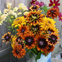 
    



Rudbeckia 'Cherokee Sunset'
