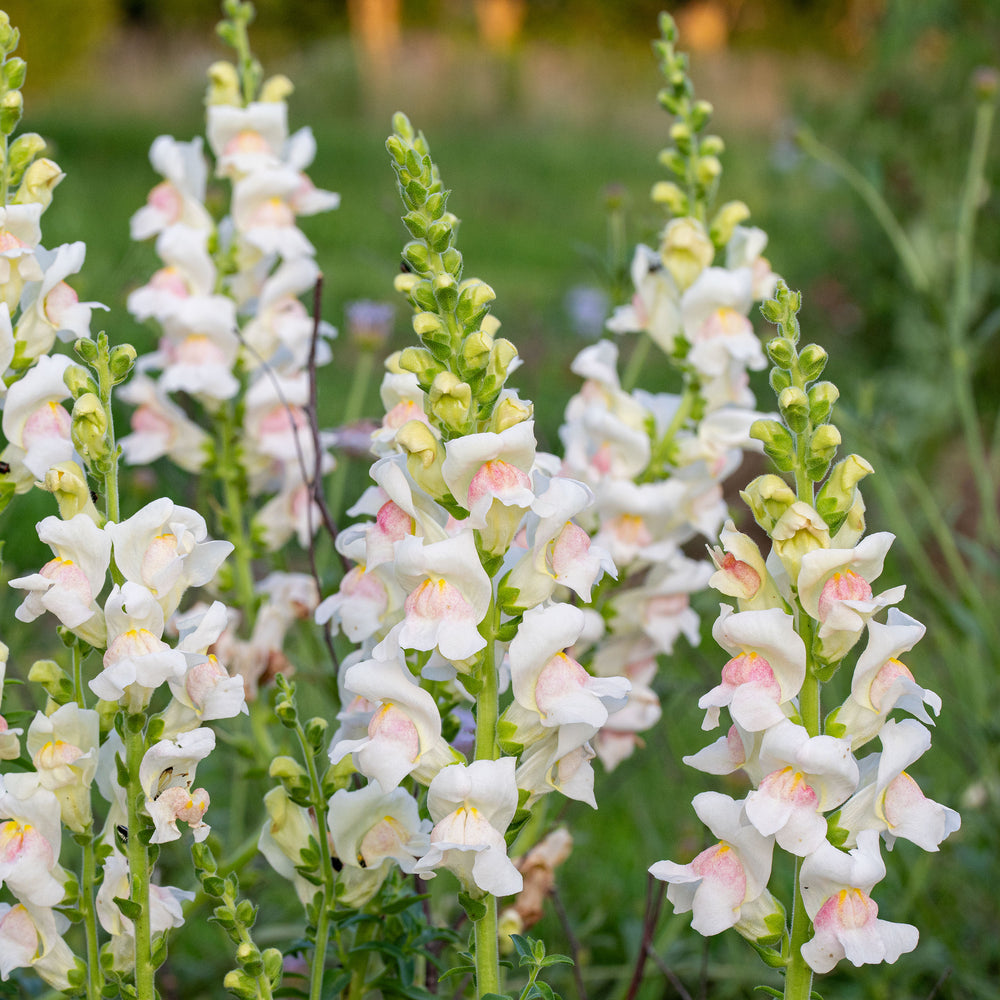 Snapdragon 'Potomac® Appleblossom' F1