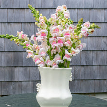 Snapdragon 'Potomac® Appleblossom' F1