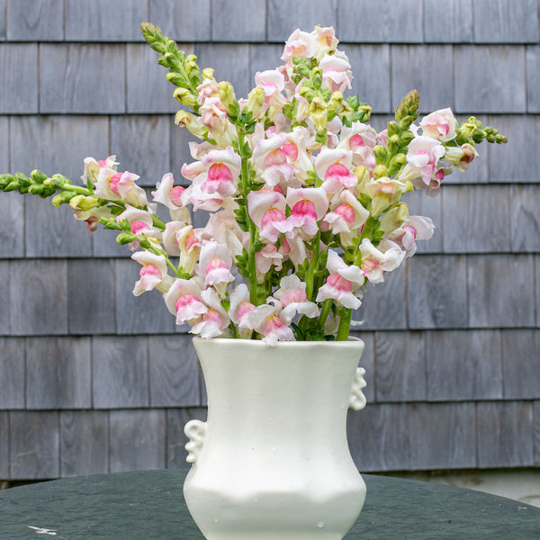 Snapdragon 'Potomac® Appleblossom' F1