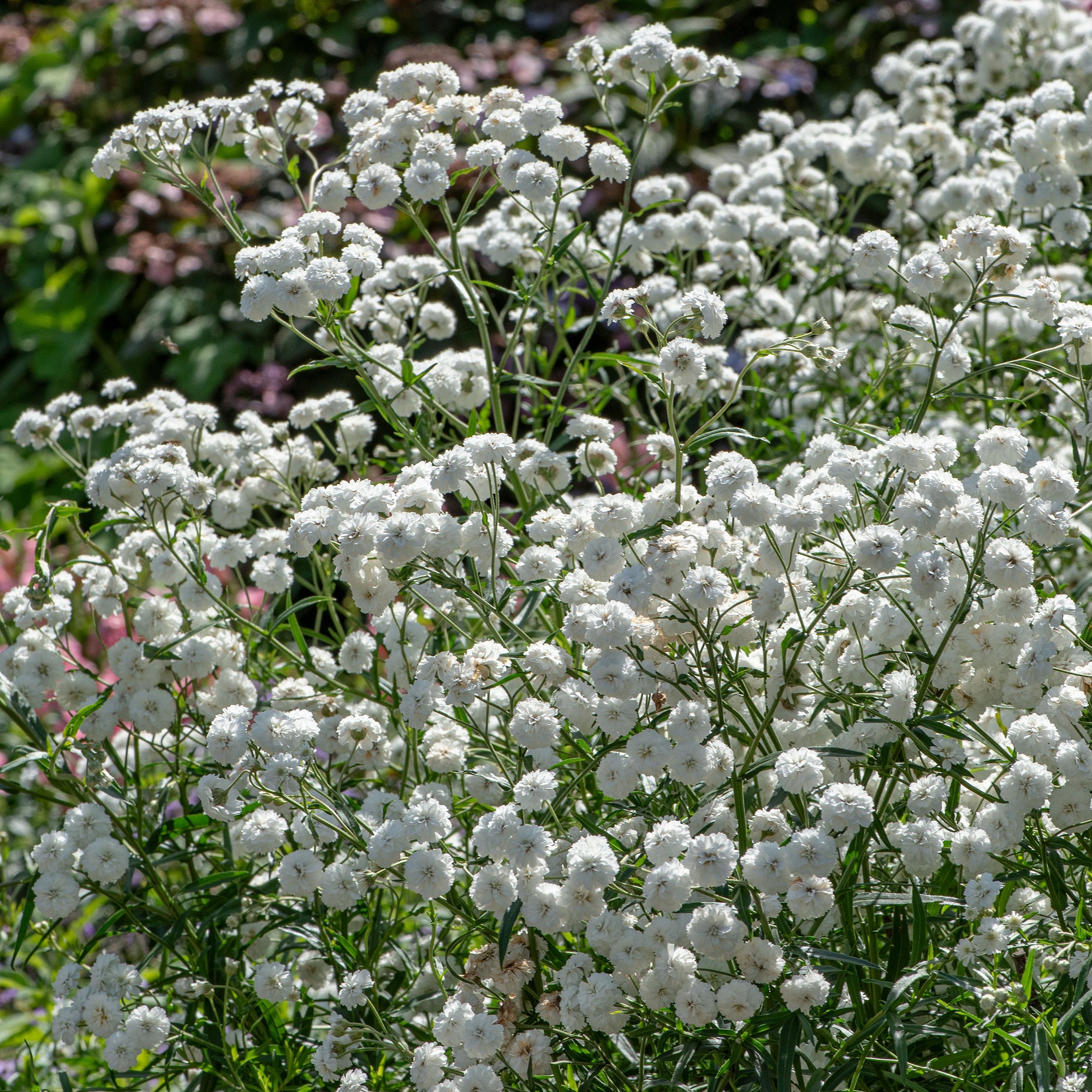 Achillea 'Double Diamond'