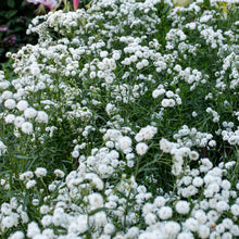 Achillea 'Double Diamond'