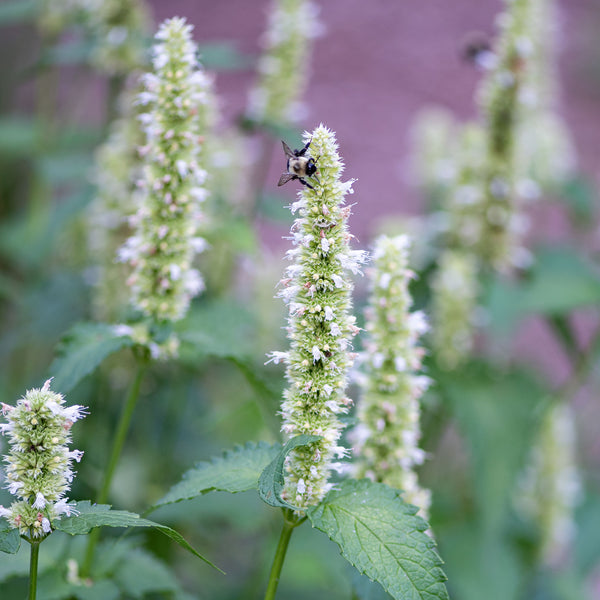 Agastache 'Licorice White'