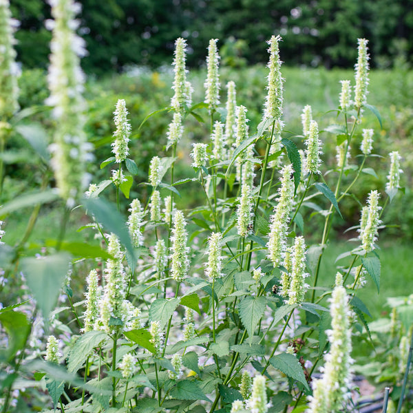 Agastache 'Licorice White'