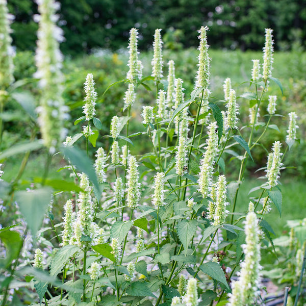 
    



Agastache 'Licorice White'
