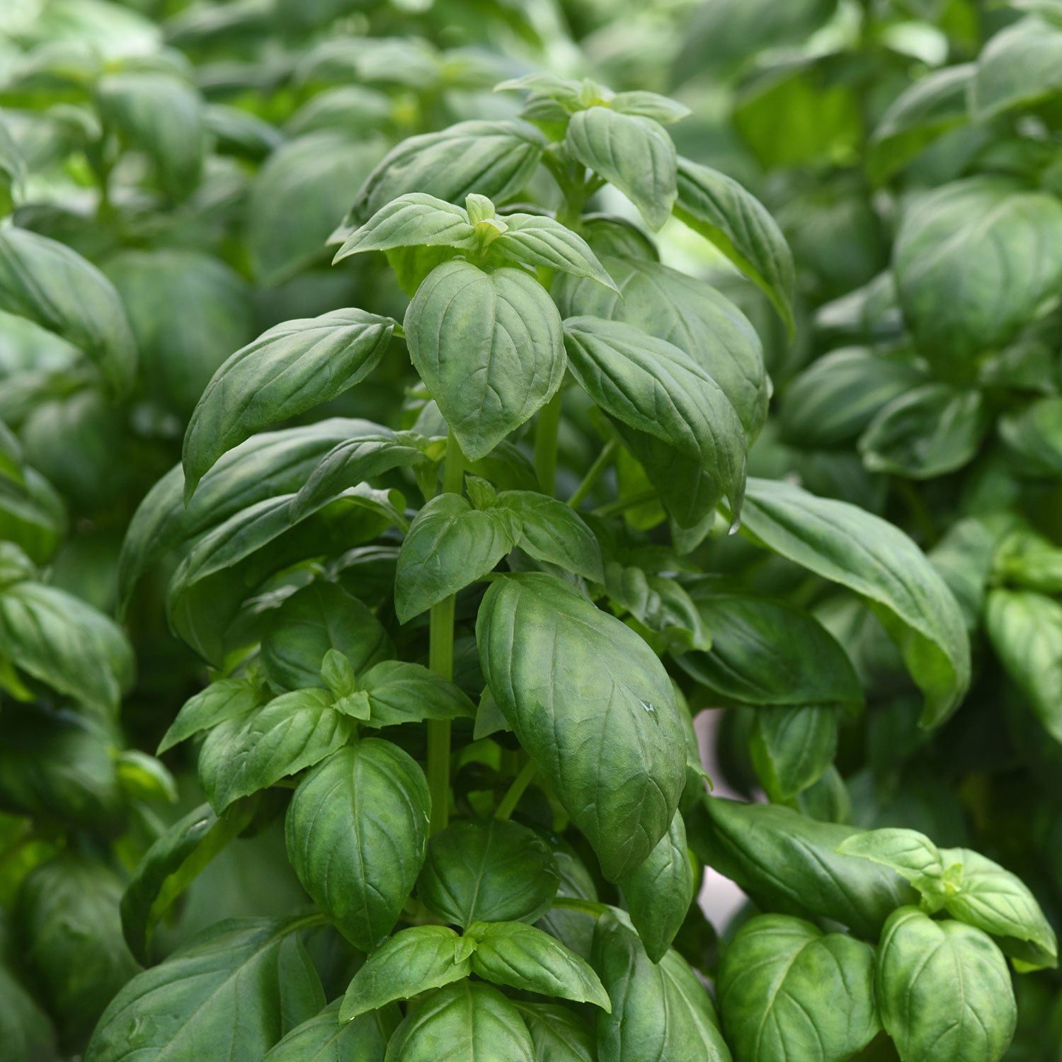 Basil Everleaf Emerald Towers seeds