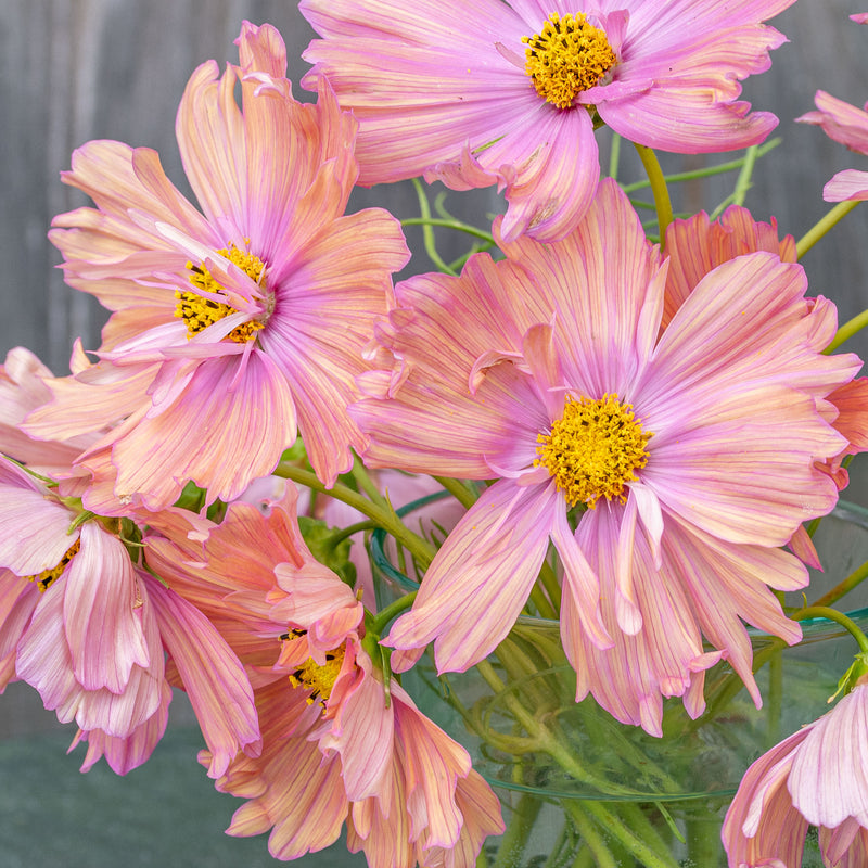 
      



Cosmos 'Apricotta' 
    