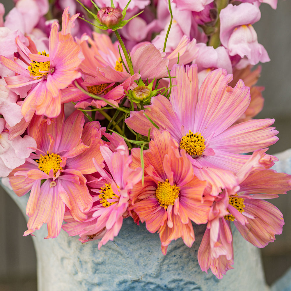 Cosmos 'Apricotta'