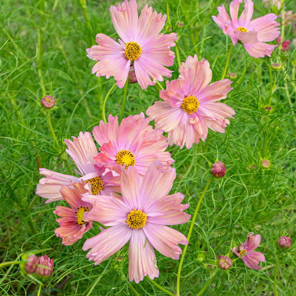 Cosmos 'Apricotta'