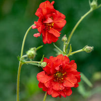 
    



Geum 'Red Dragon'
