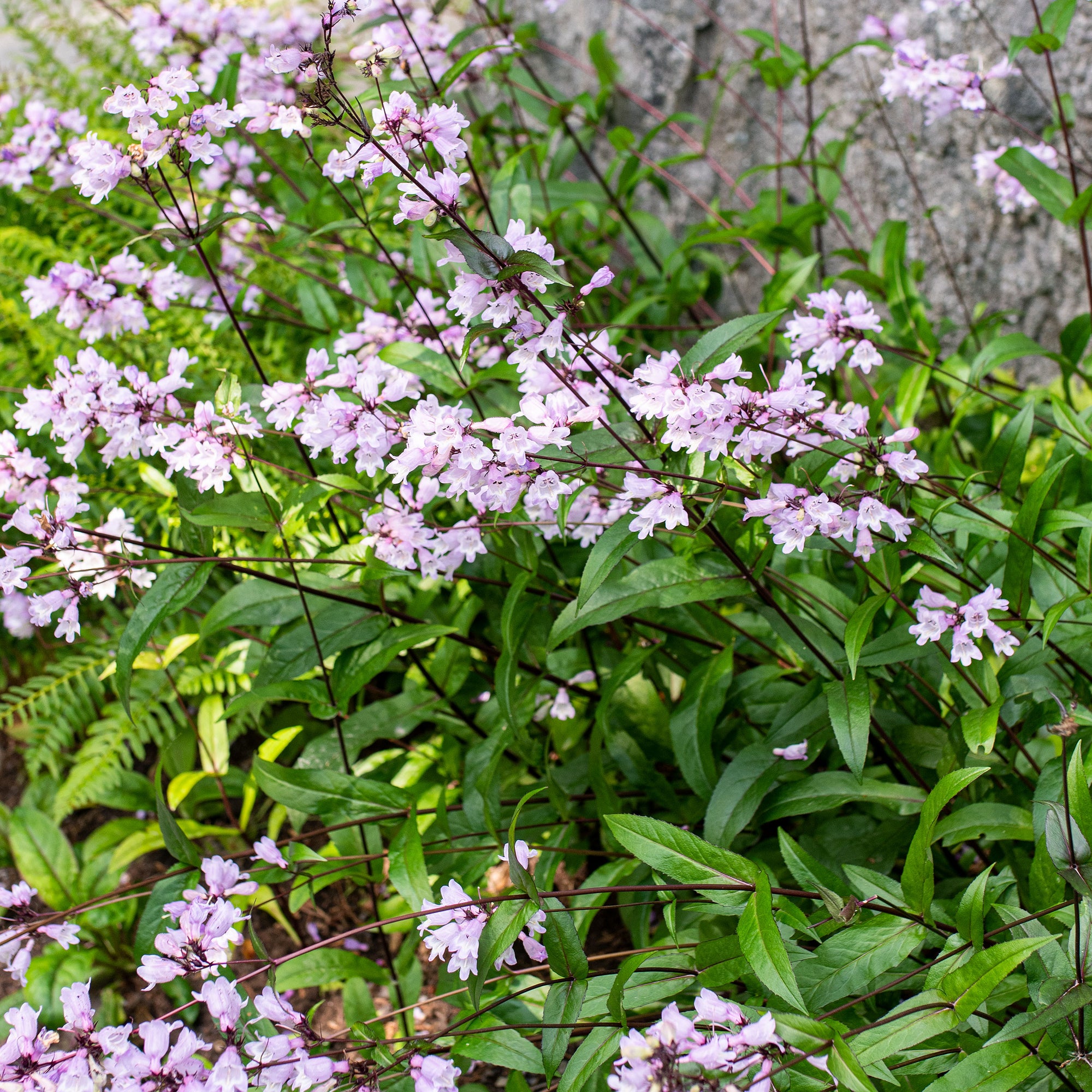 Calico Beardtongue