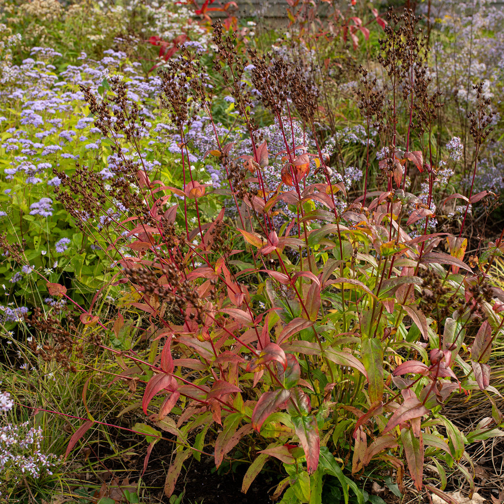 Calico Beardtongue