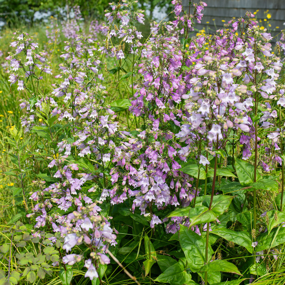 Calico Beardtongue