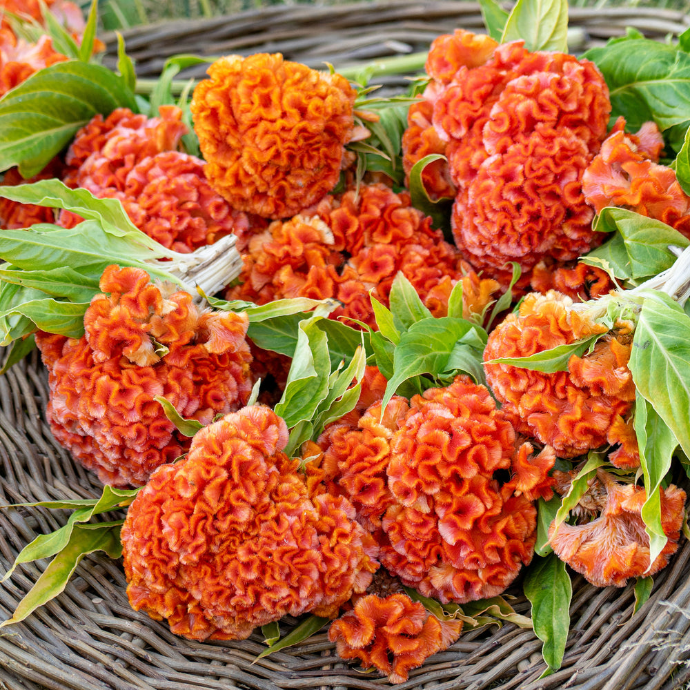 Celosia 'Orange Queen Improved'