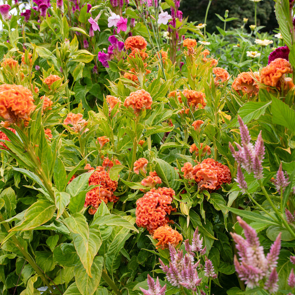 Celosia 'Orange Queen Improved'