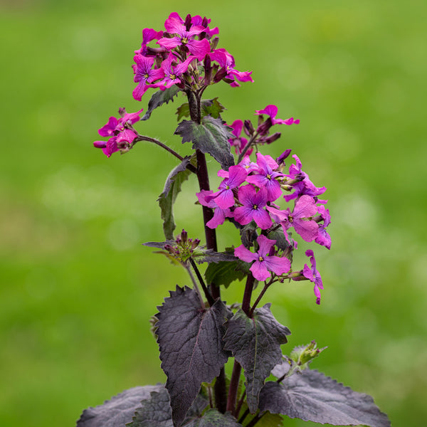 Lunaria 'Rosemary Verey'