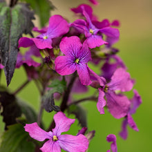 Lunaria 'Rosemary Verey'