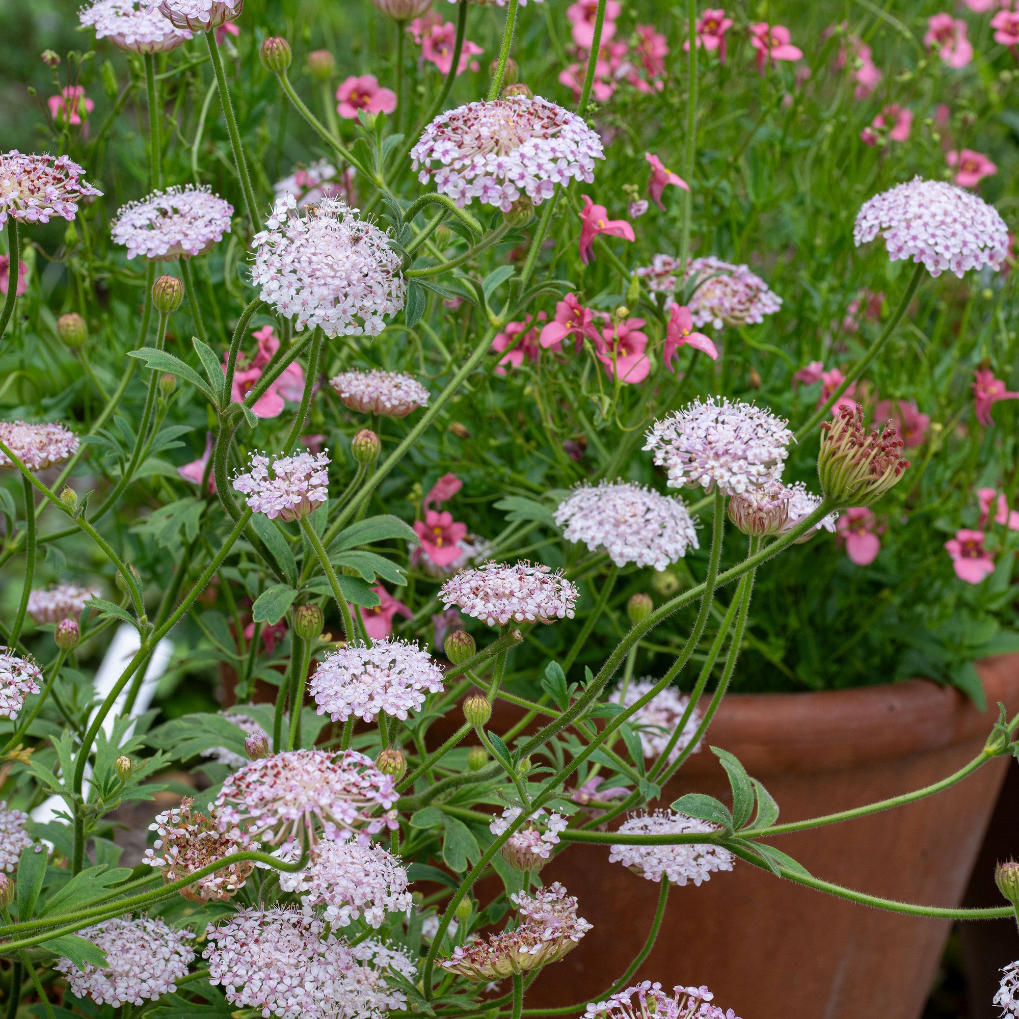 Didiscus 'Lacy Pink'