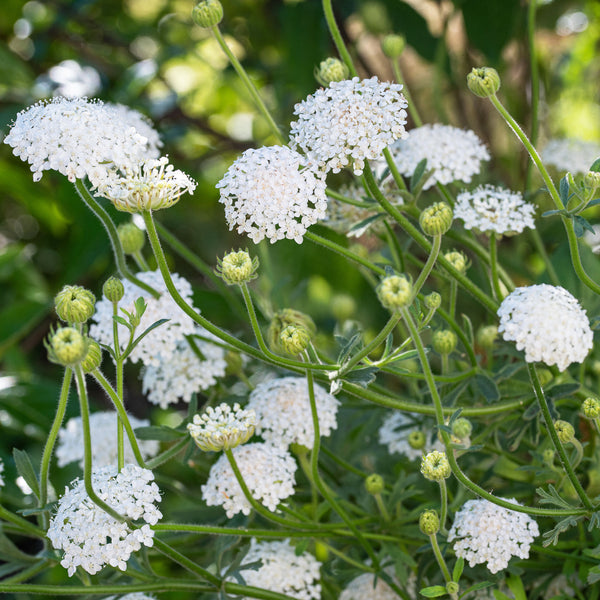 Didiscus 'Lacy White'