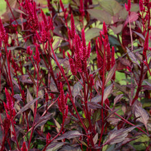 Celosia 'Mega Punk' Organic