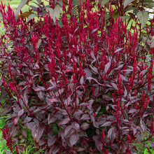 Celosia 'Mega Punk' Organic